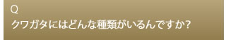 Q クワガタにはどんな種類がいるんですか？