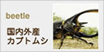 beetle 国内外産カブトムシ